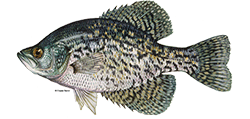 A scientific depiction of a Crappie Fish