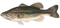 A scientific depiction of a Largemouth Bass