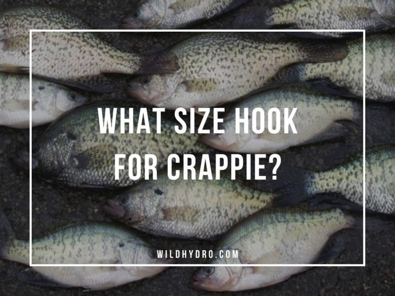 The best size hook for crappie landed all these fish