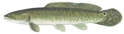 Bowfin Fish aka Dogfish
