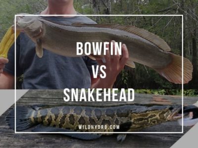 How to tell the difference between a Bowfin vs Snakehead