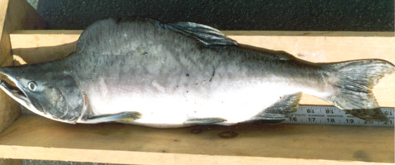 The 4lb Pink Salmon caught by David Rabatin in Elk Creek in 1995