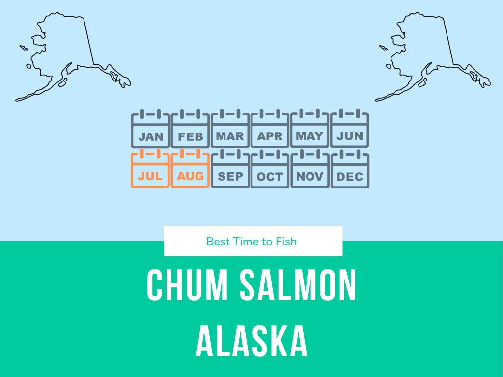 The best fishing times for chum salmon in AK are in July and August, right along the alaskan coastline near river mouths.