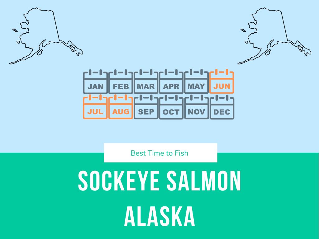 The best time to fish for sockeye salmon in AK is in May, June and July in the summer