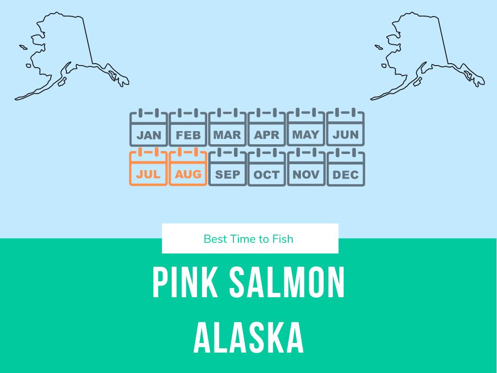 The best time for pink salmon fishing in AK is in July and August, mid-summer
