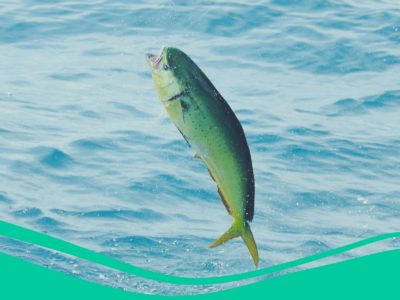 We look at the best trolling speed for mahi mahi fishing and other expert tips to catch you more dolphin fish