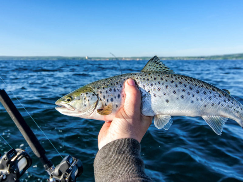 With over 11,000 inland lakes, trout fishing in Michigan is paradise for anglers